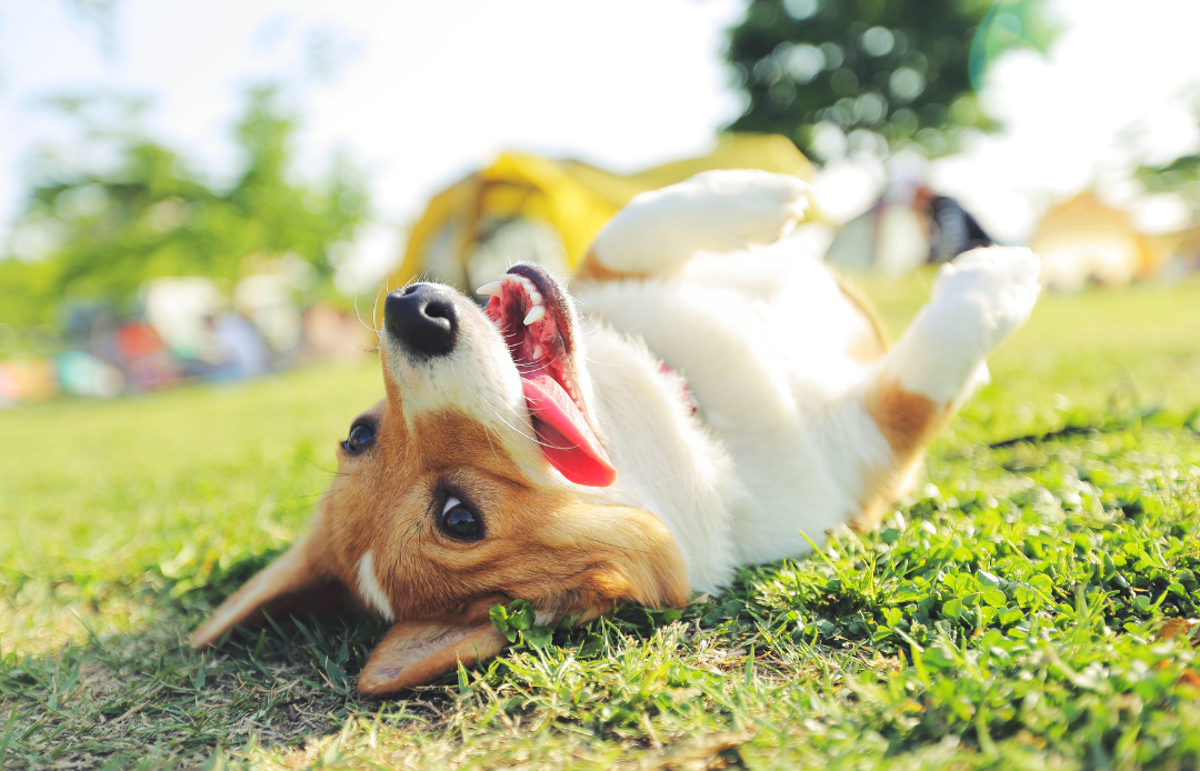 Rollover